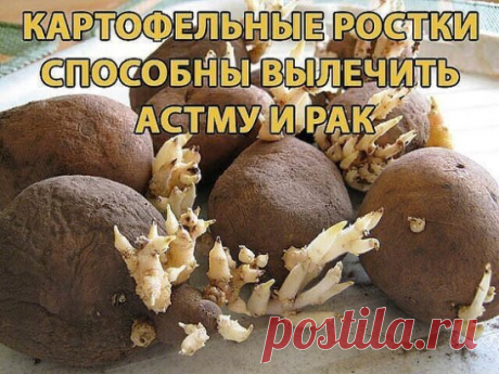 Сохраните, чтобы не потерять
СОВЕТ 1: Картофельные ростки способны вылечить астму и рак
Сохрани у себя в ЗАМЕТКАХ, жми ПОДЕЛИТЬСЯ !!!
Рекомендуем вам ознакомиться со средством, которое способно излечить многие тяжелые заболевания и даже рак.
В основе этого народного лекарства – картофельные ростки. Их надо измельчить, засыпать в какую-либо емкость и залить 96-градусным спиртом. Относительно количества спирта, то оно будет зависеть от количества ростков. Ориентируйтесь так: спирта должно быть на