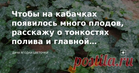 Чтобы на кабачках появилось много плодов, расскажу о тонкостях полива и главной подкормке Кабачки в этом году порадовали хорошим завязыванием плодов, которые на 25 июня выросли уже на 12 см. Листва кабачков растет прямо на глазах, теперь им не так страшно пересыхание почвы в сильную жару. Мульчировать перегноем кабачки нужно обязательно сразу после посадки, это и подкормка, и защита. В перегное есть азот, но его недостаточно, поэтому в самом начале роста культуры я полила ...