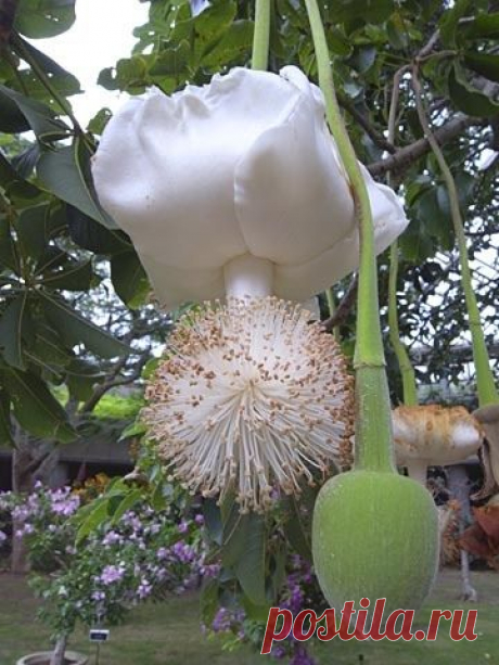 Baobab flower | Flickr - Photo Sharing!