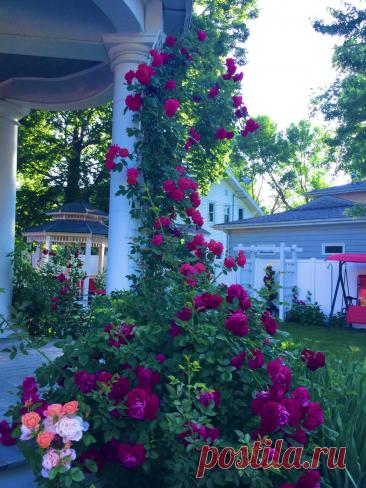 Идеи для сада