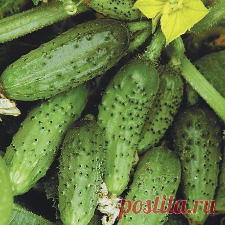Одноклассники. Секреты хорошего урожая.