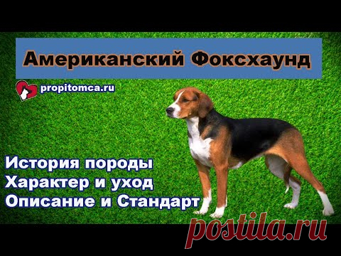 Американский #фоксхаунд - описание гончей породы собак - YouTube