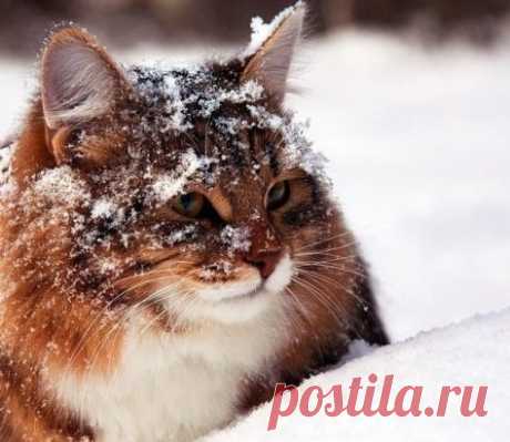 Лисёныш