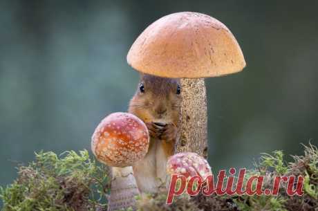 mishroom wishes https://kapibar.com/mishroom-wishes/