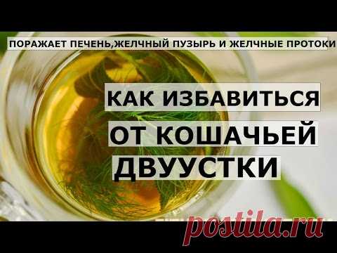 Как избавиться от паразита -  кошачьей двуустки.Описторхоз.Кисты,сахарный диабет,рак печени.
