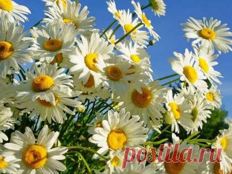 обои на рабочий стол ромашки: 32 тыс изображений найдено в Яндекс.Картинках