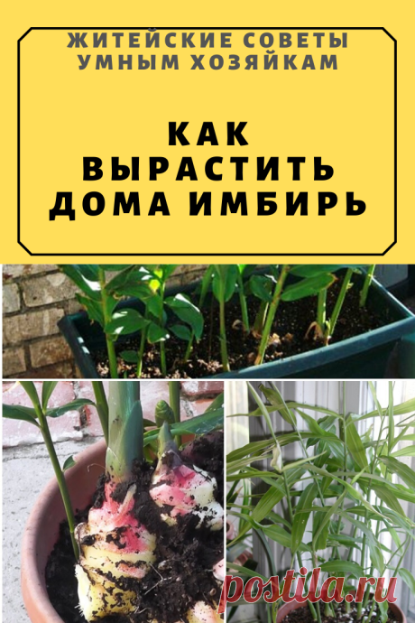 КАК ВЫРАСТИТЬ ДОМА ИМБИРЬ | Житейские Советы