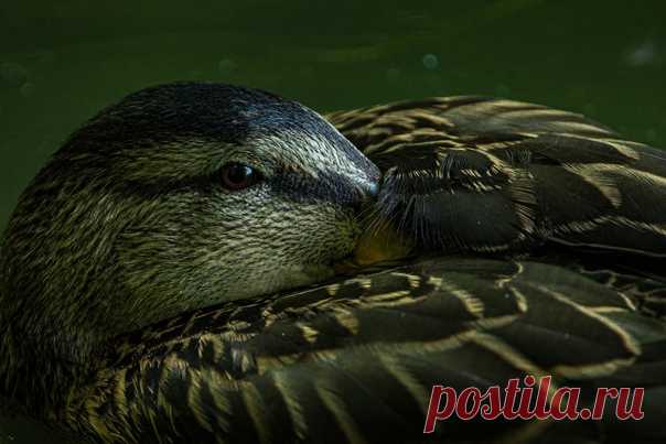 Кряква-скромница в объективе Евы Костромы: nat-geo.ru/community/user/210069