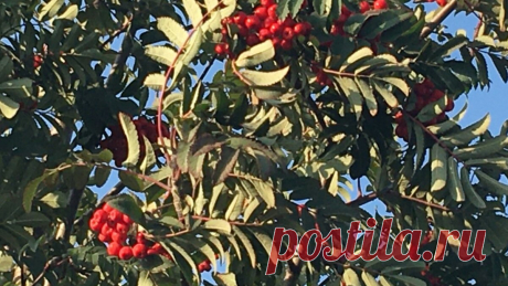 Бесплатное средство от бородавок, с которым можно избавиться от них за 1 неделю