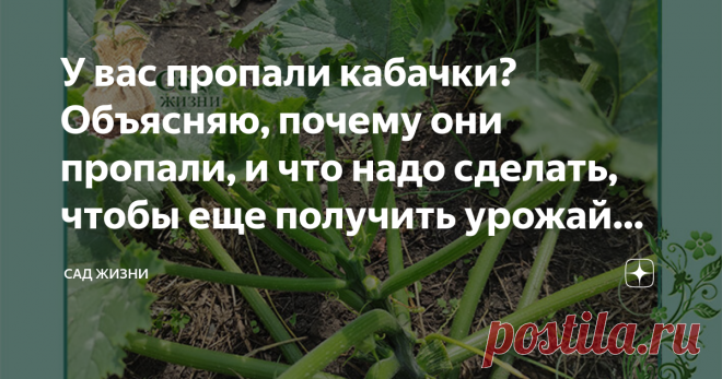 У вас пропали кабачки? Объясняю, почему они пропали, и что надо сделать, чтобы еще получить урожай кабачков Как получить не меньший урожай во второй волне плодоношения кабачков. Какую подкормку дать кабачкам. Как за ними ухаживать. Испугались? Нет кабачков на кустах. Но не стоит так переживать. Многим огородникам уже хватило урожая кабачков, не знают куда деть. А если вам не хватает, так еще успеете собрать. Все дело в том, что кабачок похож по своему росту и развитию на т...