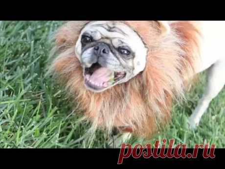 Смешные видео про мопсов pug videos funny