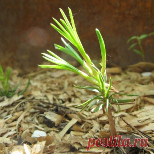 СКАЗКА ПРО СО-МНЕНИЯ Сказки Эльфики