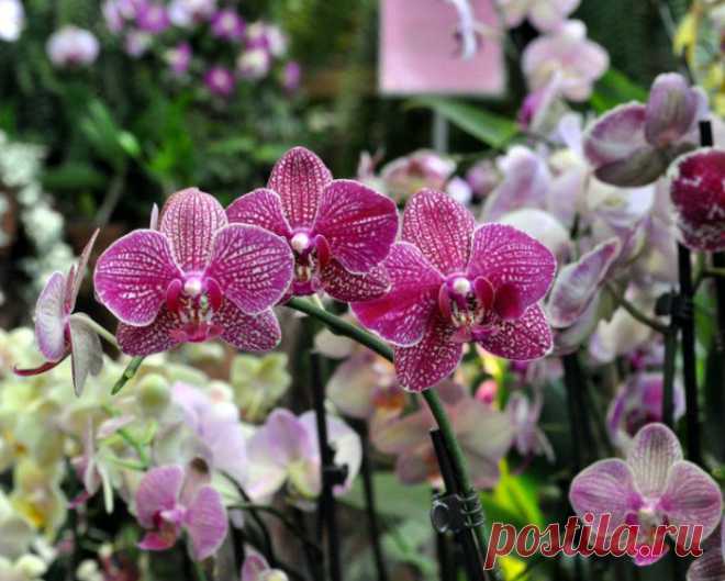 Почему не цветет  | Самоцветик