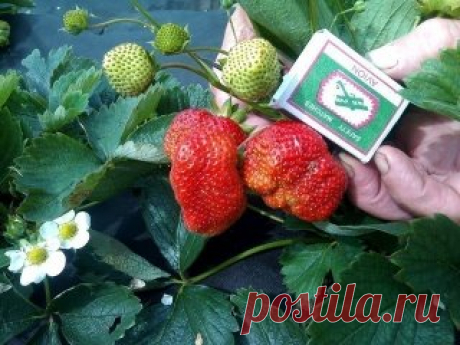 Полезнейшая!!! ПОДКОРМКА Клубники ДРОЖЖАМИ
Дорогие мои читатели. СОХРАНИТЕ, чтобы Не ПОТЕРЯТЬ и КОРМИТЕ Своих ДЕТОК, Вкуснейшей и ОГРОМНЕЙШЕЙ Клубникой. У Деток после нее, ПРОСЫПАЕТСЯ Аппетит и Они РАСТУТ как На ДРОЖЖАХ.
Сравнительно недавно огородники стали использовать для подкормки клубники дрожжи. 
Результат ВПЕЧАТЛЯЮЩИЙ. 
Кроме того, это удобрение можно использовать и для других овощей и ягод. 
Подкормка клубники дрожжами 
Подкармливать растения можно 2 раза за сезон, на 10 кустов хватает