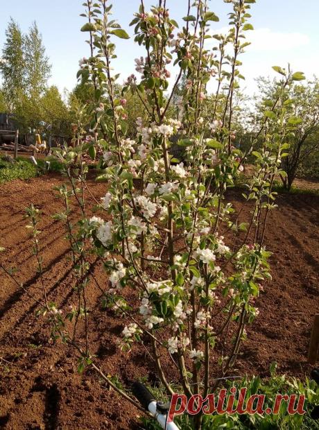 Почему у нас не будет колорадских жуков. Рассказываю. | Татьянино хозяйство. | Яндекс Дзен