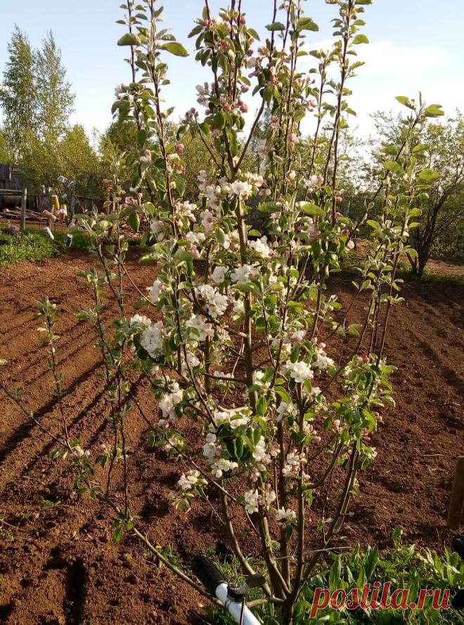 Почему у нас не будет колорадских жуков. Рассказываю. | Татьянино хозяйство. | Яндекс Дзен