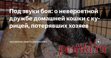 Под звуки боя: о невероятной дружбе домашней кошки с курицей, потерявших хозяев Статья автора «Котоварня | Мир Зоопсихолога» в Дзене ✍: А жизнь - несмотря на все перипетии, текла своим чередом. Хоть в мирное, хоть в военное время – в приюте она не останавливалась ни на минуту.