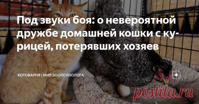 Под звуки боя: о невероятной дружбе домашней кошки с курицей, потерявших хозяев Статья автора «Котоварня | Мир Зоопсихолога» в Дзене ✍: А жизнь - несмотря на все перипетии, текла своим чередом. Хоть в мирное, хоть в военное время – в приюте она не останавливалась ни на минуту.