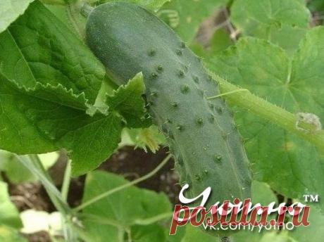 Уютно ● Рецепты ● Здоровье ● Огород ● Рукоделие