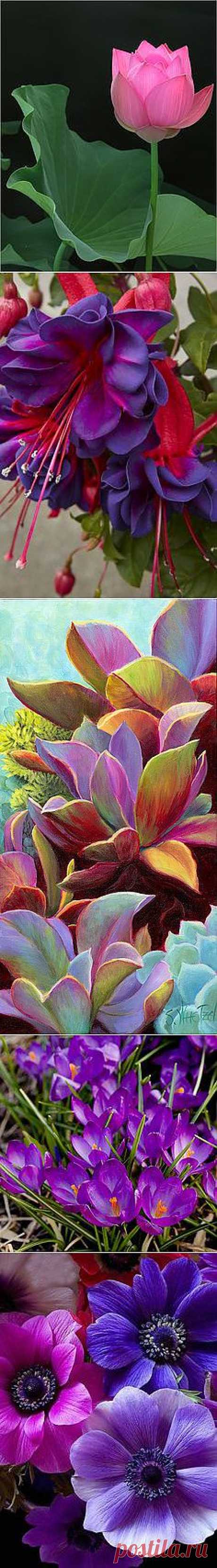 Pinterest