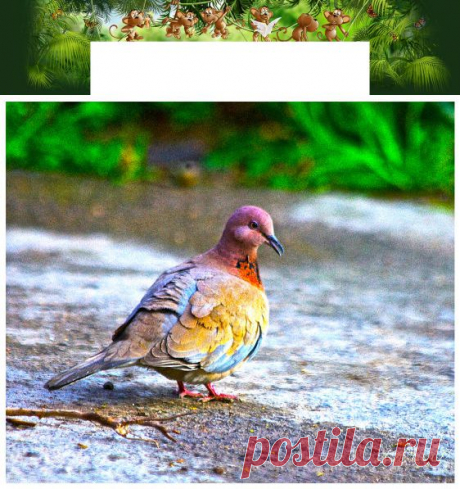 мусича=горлица