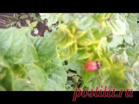 Жуки - американцы наступают. - YouTube