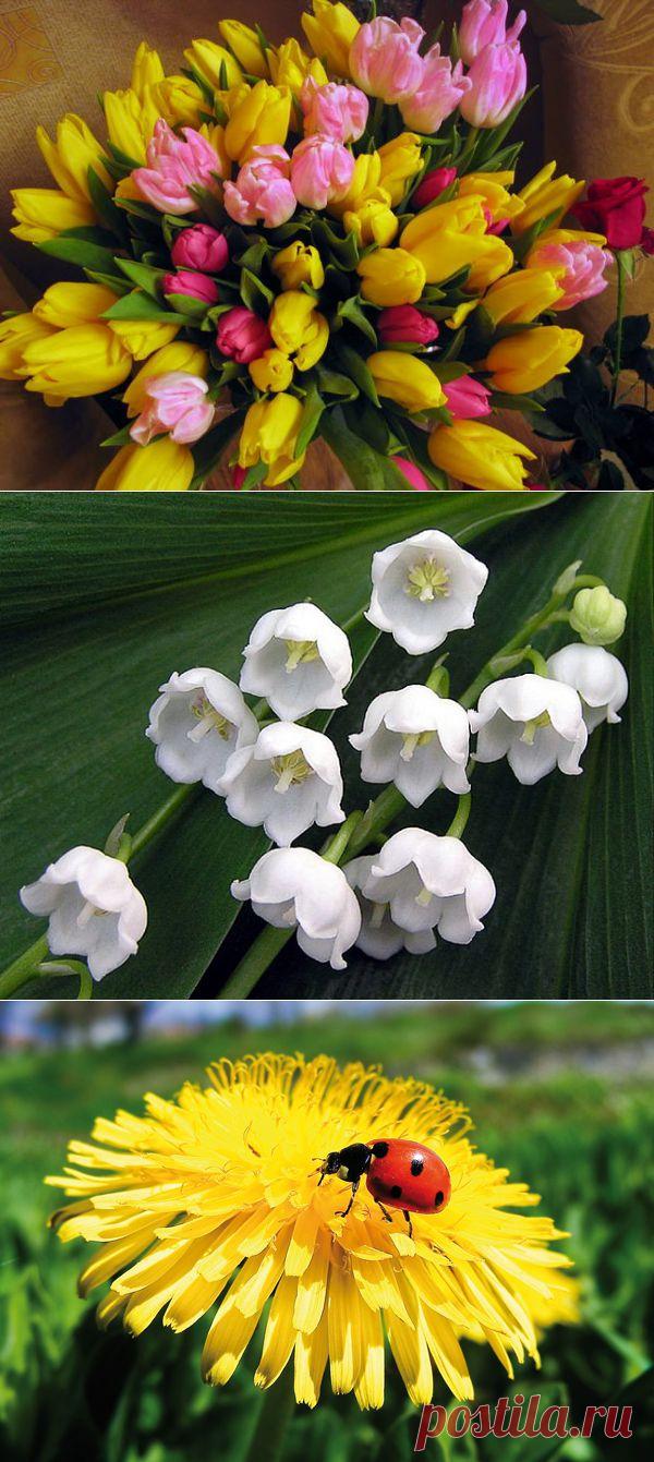 Май – время, когда оживает природа, все вокруг цветет и благоухает, хочется подпевать птичкам и порхать как бабочка. Все это великолепие дополняют весенние цветы, которые не только главное украшение последнего месяца весны, но и маленькие волшебники, они помогут реализовать задуманное и решить многие проблемы