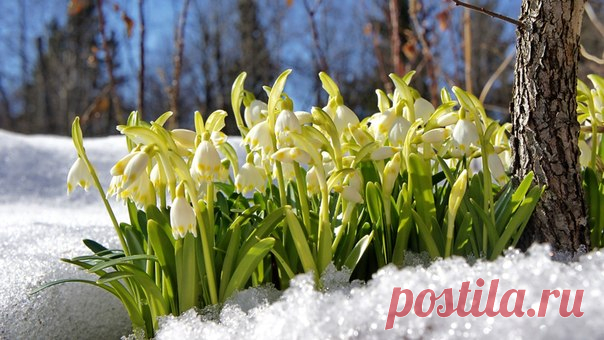 Доброе весеннее утро!😊😉 Пусть эта весна будет волшебной и закружит вас в вихре приятных перемен!❤😘