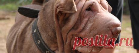 Как справиться с аллергией у шар-пея