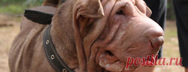 Как справиться с аллергией у шар-пея