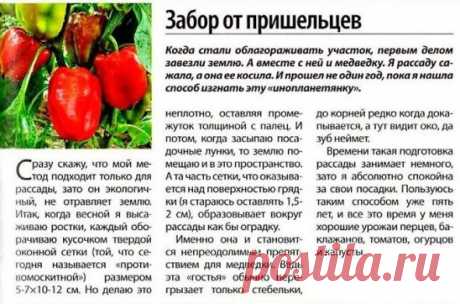 Вредители огорода.