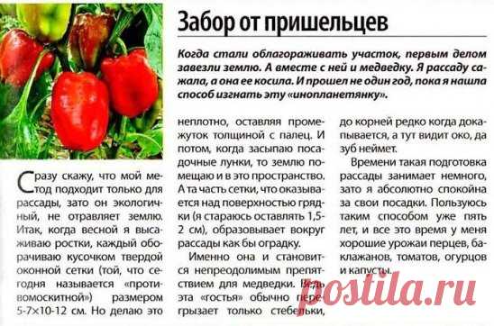 Вредители огорода.