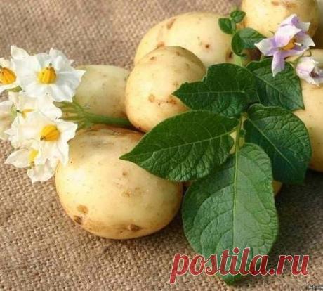 Очищение сосудов картофельным отваром.