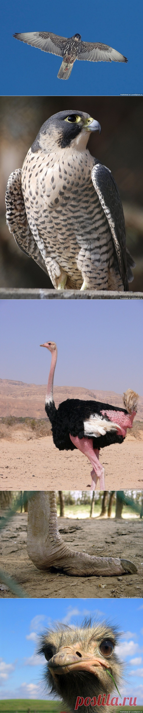 Птицы-рекордсмены — Наука и жизнь