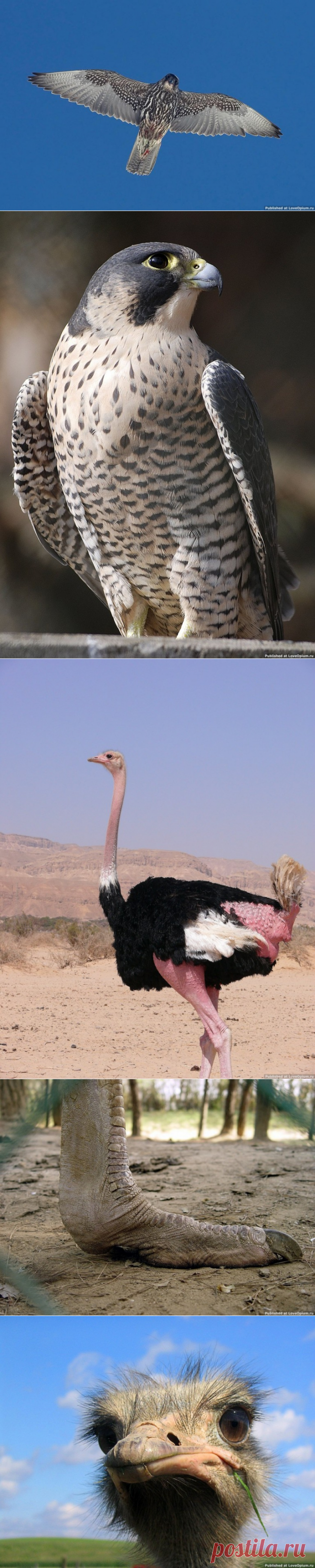 Птицы-рекордсмены — Наука и жизнь