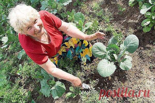 Делимся дачными хитростями