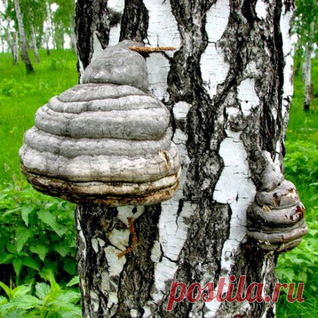 Воздействие чаги берёзы на человека.