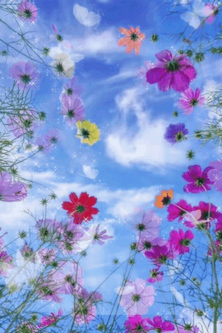 Цветы и бабочки