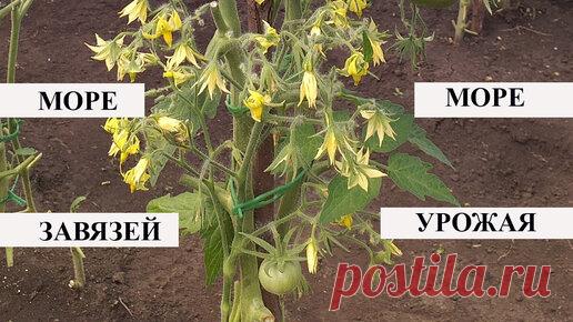 Цветочные советы от Елены | Опрыскиваю во время цветения томатов, перцев, огурцов и получаю много урожая, увиливает количество завязей в 2-3 раза и они не опадают