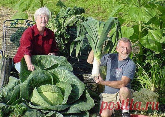 ОГОРОДНЫЕ СЕКРЕТЫ 

1. Чтобы выросли корнеплоды-великаны 

Чтобы вырастить крупные корнеплоды (морковь, свеклу и т. д.), можно использовать следующий нетрадиционный способ посадки. 

Железным ломиком сделать в земле дырочки глубиной 30 - 40 см. Каждую дырочку заполнить перегнойно-зольной смесью, слегка полить, положить 2 - 3 семечки, чуть засыпать землей. Место посадки пометить колышком. В остальном уход обычный, только поливать следует чаще и больше. 

2. Самое дешевое уд...