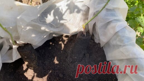 Садовая Терапия с Ириной 🌹🌹🌹 | Посадка роз в кашпо🌹🌹🌹 Мой сад🌺🧚🏻‍♀️🌸