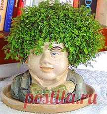 Солейролия - описание, размножение, уход, посадка, фото, применение в саду, сорта и виды