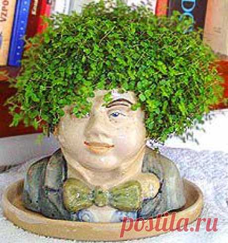 Солейролия - описание, размножение, уход, посадка, фото, применение в саду, сорта и виды