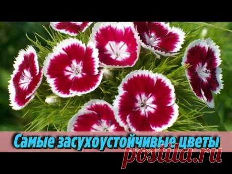 Вот какие ЦВЕТЫ нужно посадить на даче чтобы ЦВЕЛИ БЕЗ ПОЛИВА Самые неприхотливые цветы для клумбы - YouTube