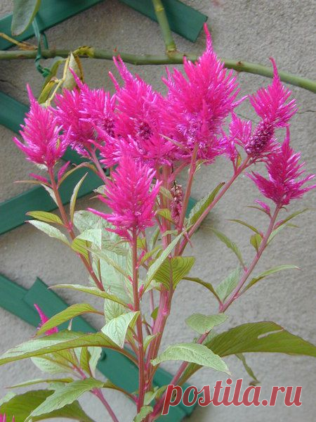 целозия фото цветов: 3 тыс изображений найдено в Яндекс.Картинках