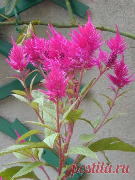 целозия фото цветов: 3 тыс изображений найдено в Яндекс.Картинках