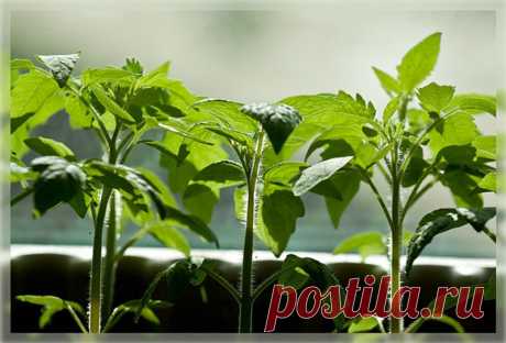 ЙОД ДЛЯ РАССАДЫ ТОМАТОВ Рассаду помидоров поливают раствором йода для более быстрого роста (1 капля на три литра).  После применения этого раствора рассада зацветёт быстрее, а плоды будут крупнее. Может йод защитить помидоры и от фитофторы. Для этого Вам понадобятся несколько капель йода и 250 грамм молока, смешайте их с