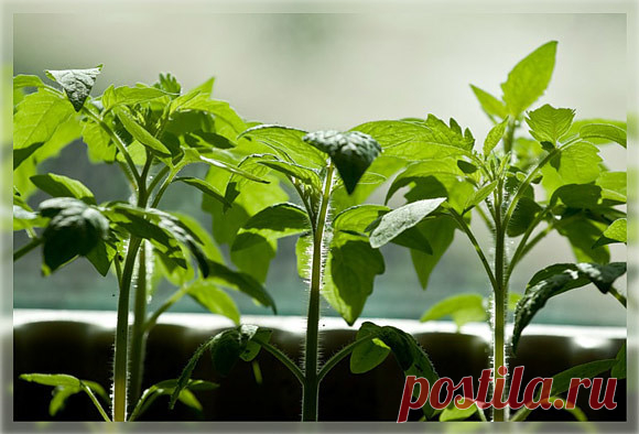 ЙОД ДЛЯ РАССАДЫ ТОМАТОВ Рассаду помидоров поливают раствором йода для более быстрого роста (1 капля на три литра).  После применения этого раствора рассада зацветёт быстрее, а плоды будут крупнее. Может йод защитить помидоры и от фитофторы. Для этого Вам понадобятся несколько капель йода и 250 грамм молока, смешайте их с