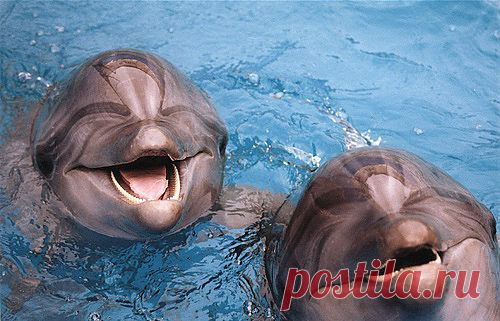 животные красивые фото картинки - 141 тыс. картинок. Поиск@Mail.Ru