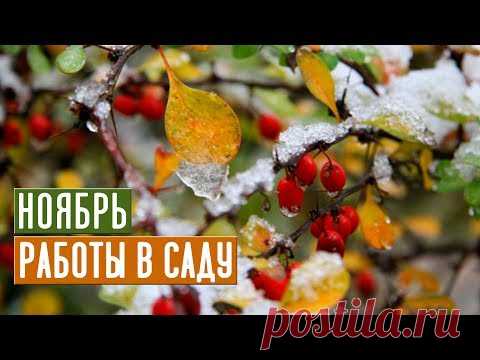 Основные работы в саду в ноябре Прощаемся с дачей до весны! / Садовый гид